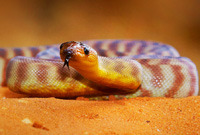 Reptiles