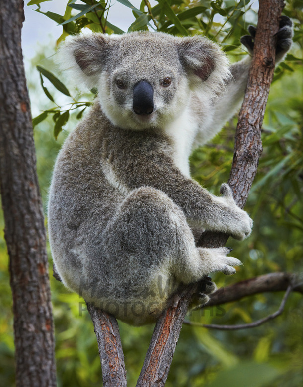 Koala Pictures 101