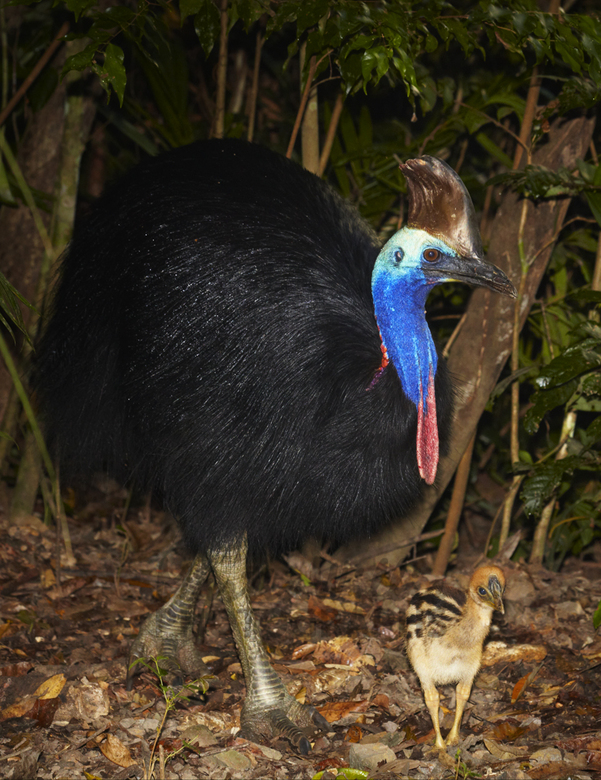 Buy Southern Cassowary and chick Image Online Print