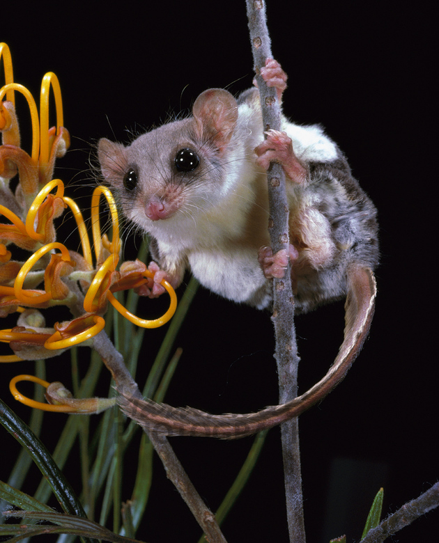 Buy Feathertailed Glider Possum Image Online Print & Canvas Photos