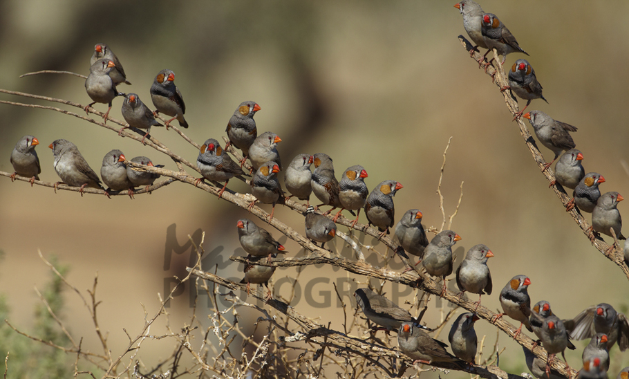 Buy Zebra Finches Image Online Print & Canvas Photos Martin Willis
