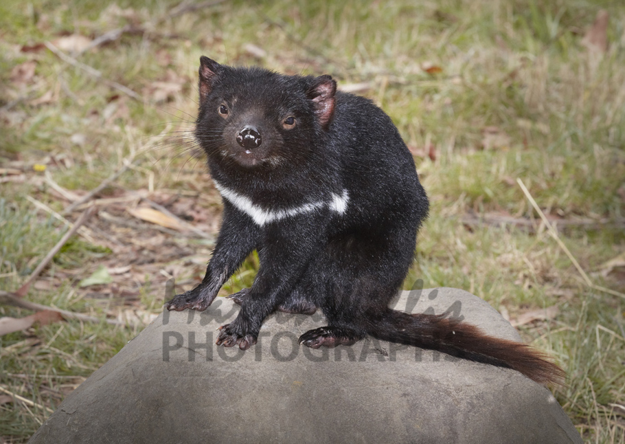 Buy Tasmanian Devil juvenile Image Online Print