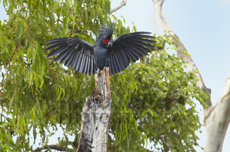 Buy Palm Cockatoodisplaying Image Online Print & Canvas