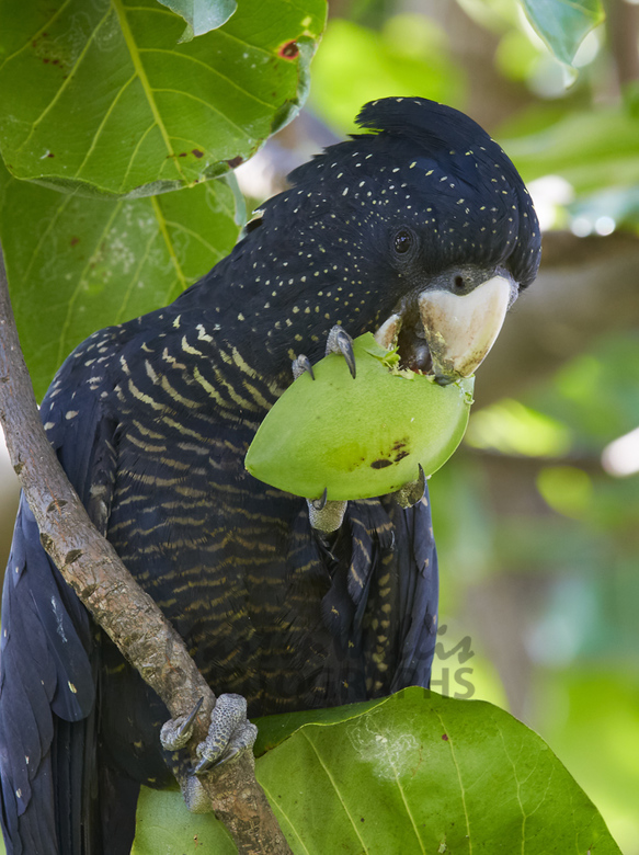 Buy Redtailed Black Cockatoo eating Sea Almond nut Image Online Print & Canvas Photos
