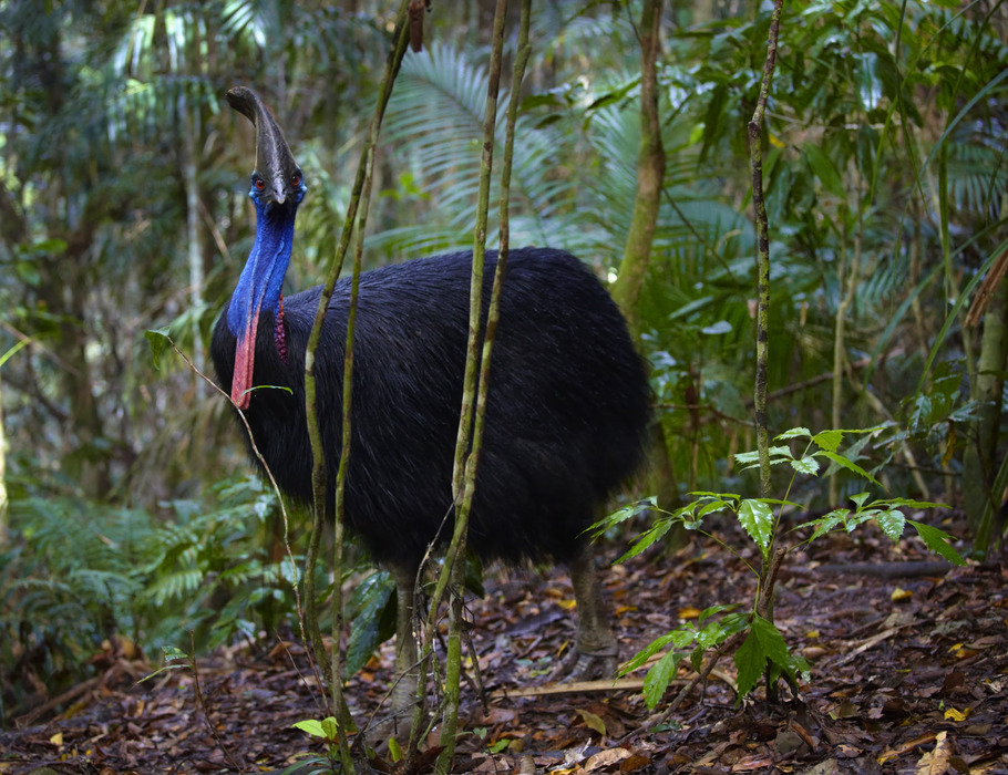 Buy Southern Cassowary, female Image Online Print