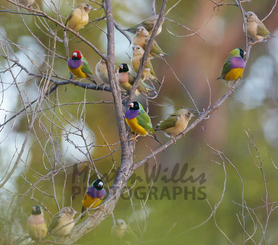 Buy Gouldian Finch flock Image Online Print & Canvas Photos Martin