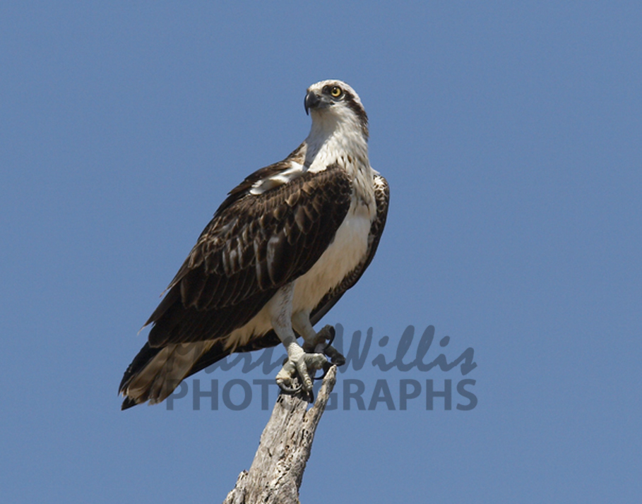 Buy OSPREY Image Online Print & Canvas Photos Martin Willis Photographs