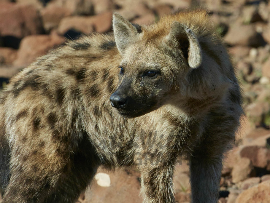 Buy Spotted Hyena -Namibia Image Online - Print & Canvas Photos