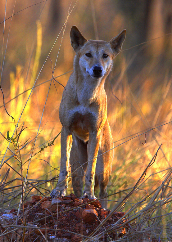 Buy Dingo Image Online - Print & Canvas Photos - Martin Willis Photographs