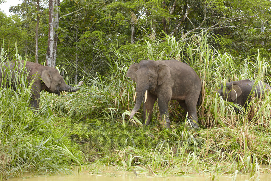Buy Asian Pygmy Elephants in bamboo Image Online Print & Canvas