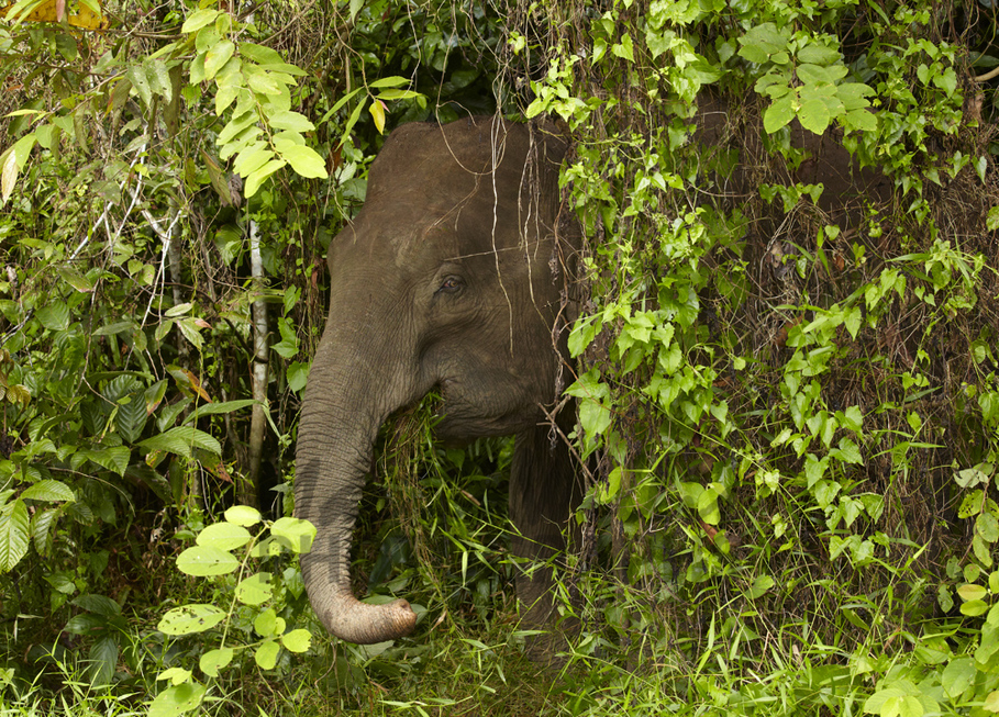 Buy Asian Pygmy Elephant Image Online Print & Canvas Photos Martin