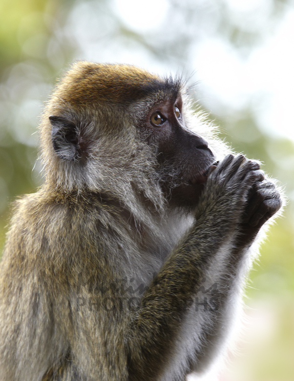 Buy LongTailed Macque Monkey Image Online Print
