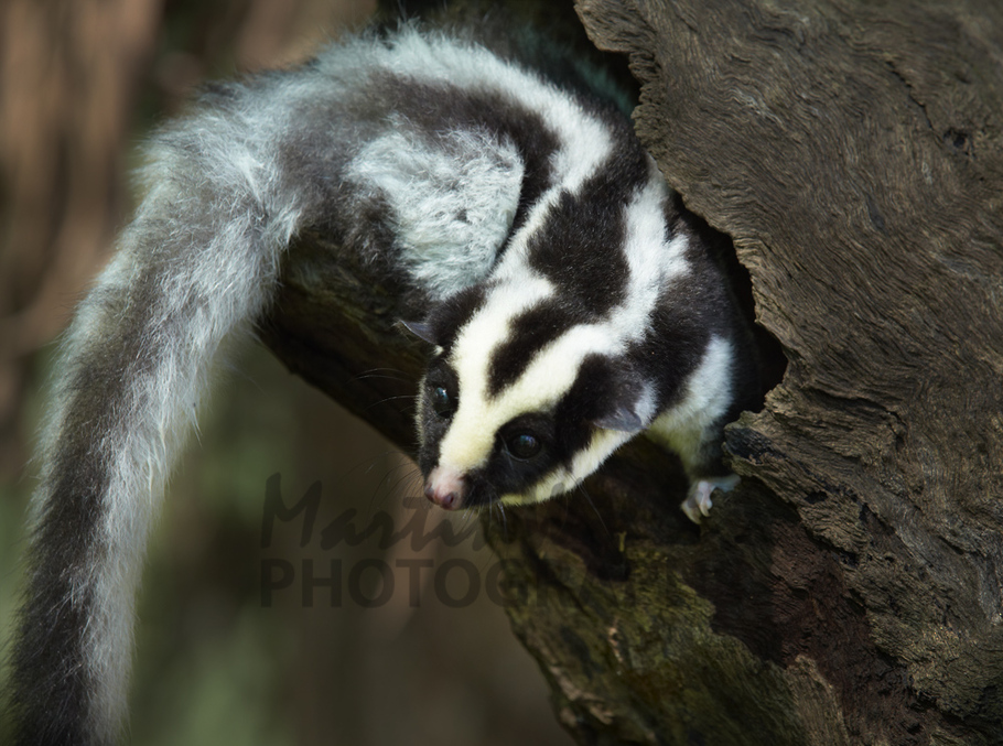 Buy Striped Possum Image Online Print & Canvas Photos Martin Willis