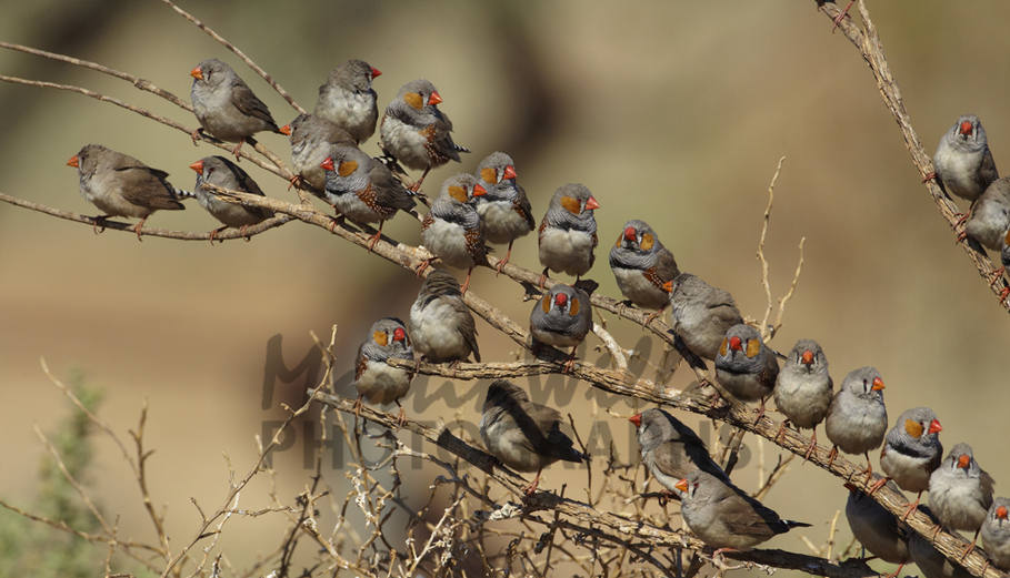 Buy Zebra Finches Image Online Print & Canvas Photos Martin Willis