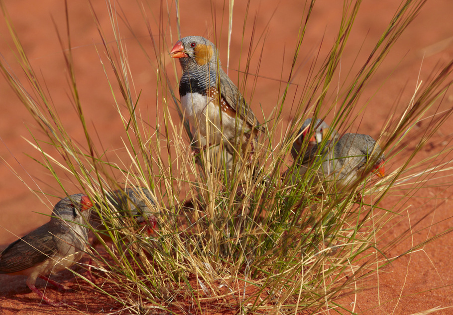 Buy Zebra Finches Image Online Print & Canvas Photos Martin Willis