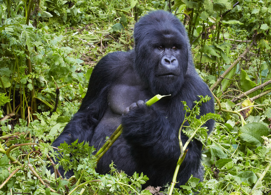 Buy Highland Gorilla silverback, Rwanda Image Online