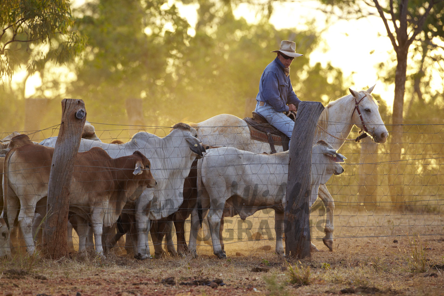 Buy Stockman Flatcreek Station, Qld Image Online Print