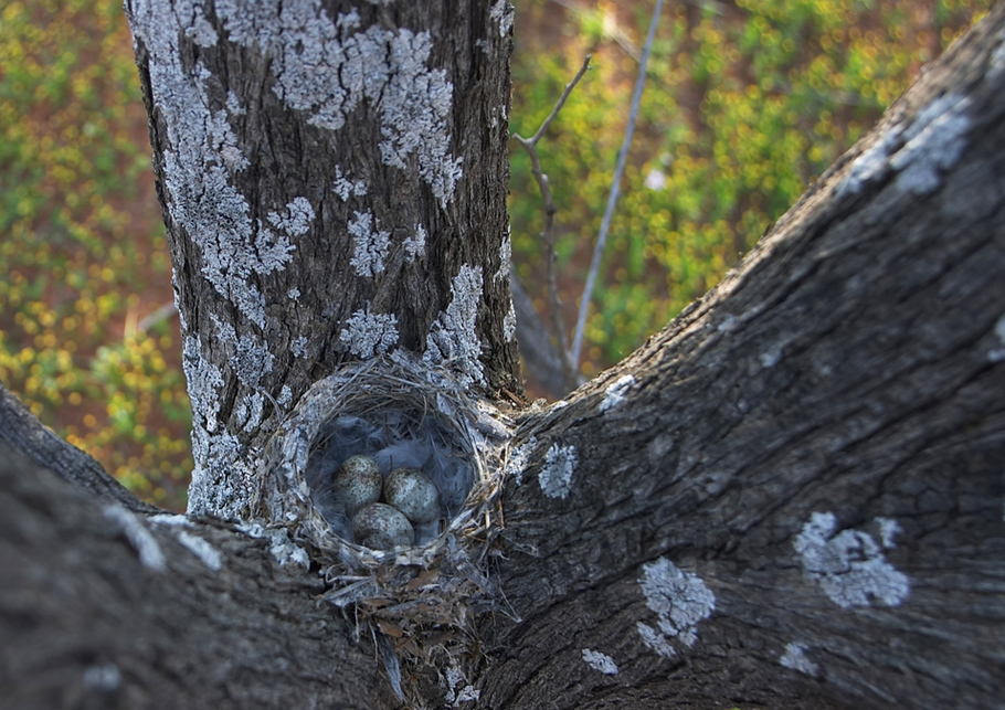 Buy Redcapped Robin nest Image Online Print & Canvas