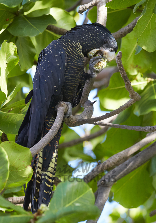 White-tailed black cockatoo - ABC News (Australian 