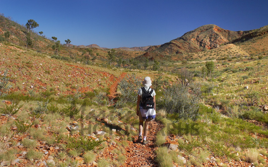 Buy Larapinta Trail, McDonald Ranges, NT Image Online - Print & Canvas