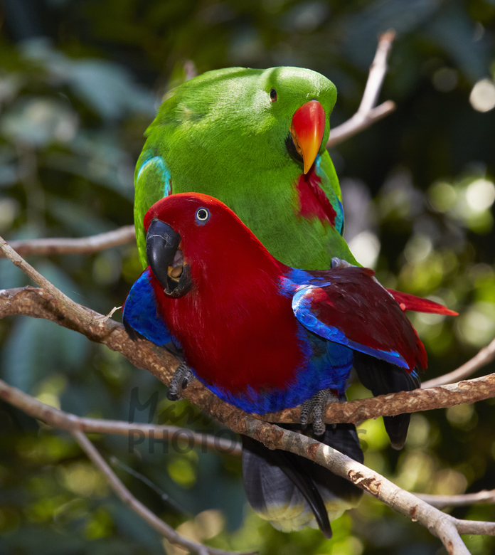 Buy Eclectus Parrot pair Mating Image Online Print Canvas Photos 