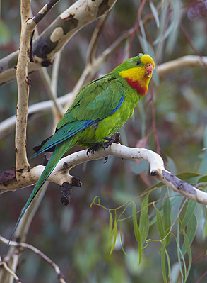 Buy Superb Parrot male Image Online - Print & Canvas Photos - Martin ...