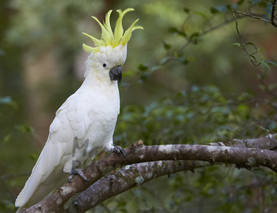 sulfur crested cockatoo sulfur crested cockatoo