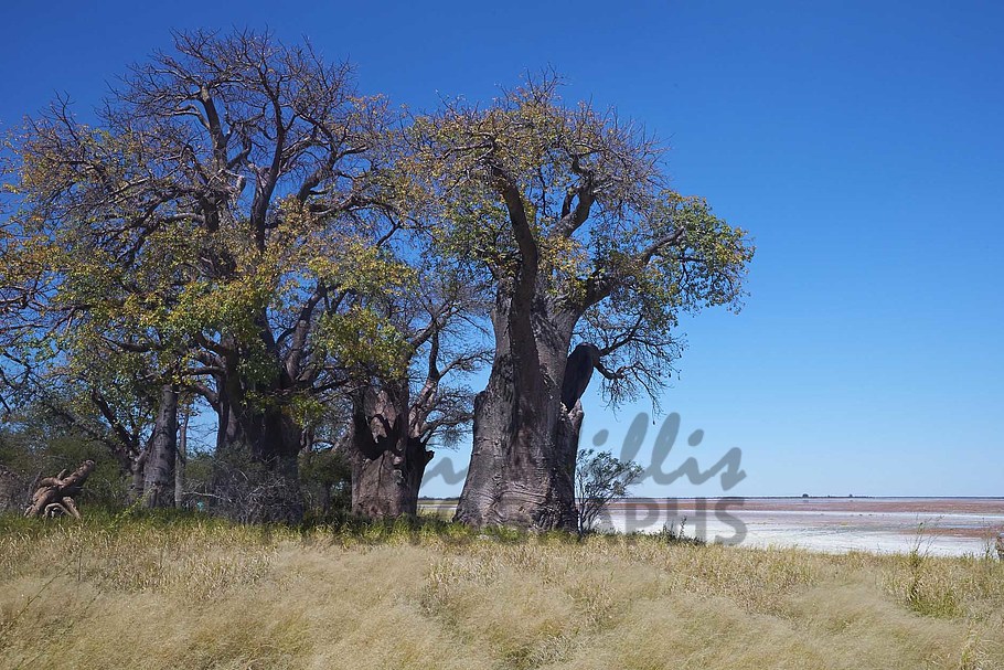 Buy Bain's Baobabs, Botswana Image Online Print & Canvas Photos