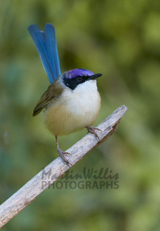 purple crowned fairy wren purple crowned fairy wren