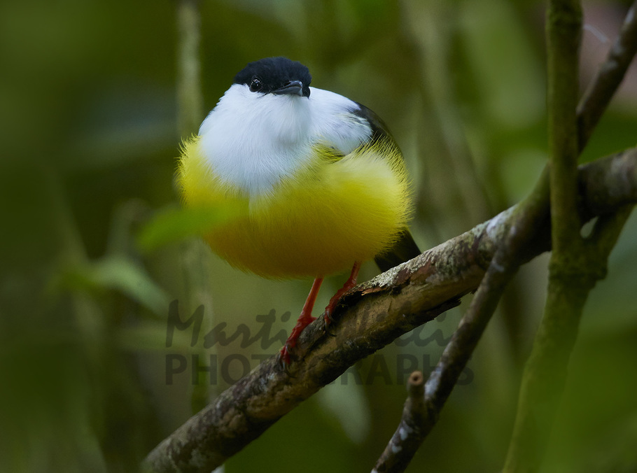Buy Whitecollared Manakin Image Online Print & Canvas Photos