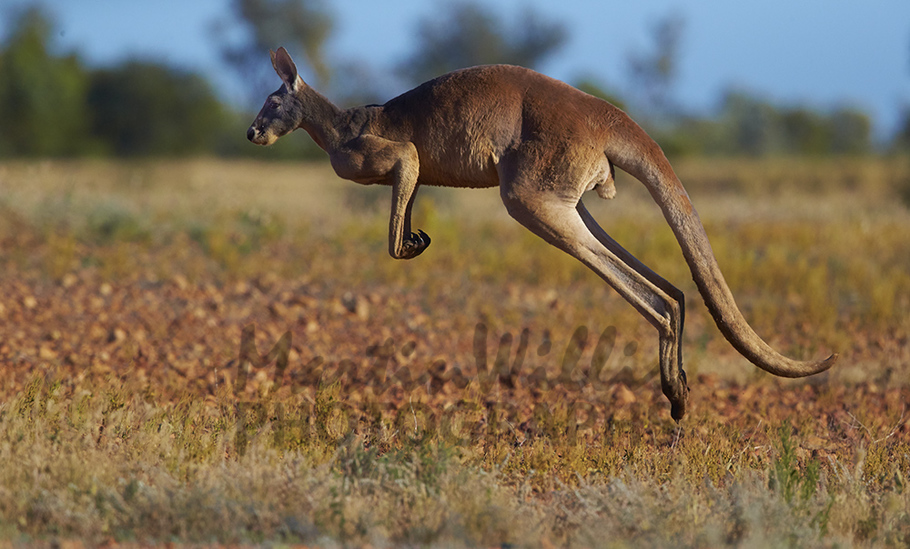 Buy Red Kangaroo hopping Image Online Print & Canvas Photos Martin
