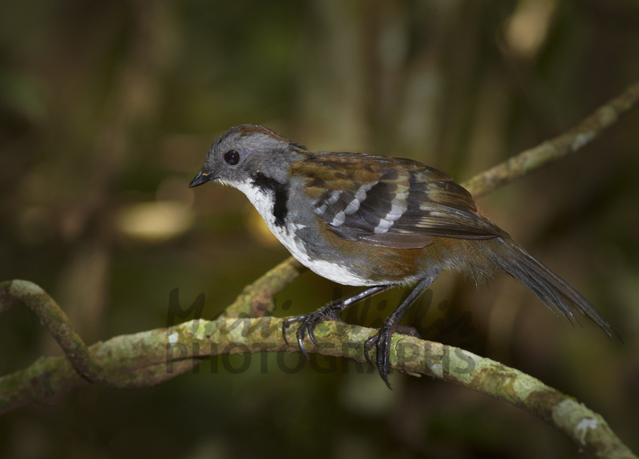 Buy Australian Logrunner male Image Online Print & Canvas Photos