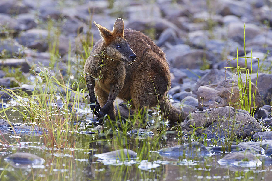 Buy Swamp Wallaby Image Online - Print & Canvas Photos - Martin Willis ...