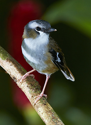 Buy Grey-headed Robin Image Online - Print & Canvas Photos - Martin ...
