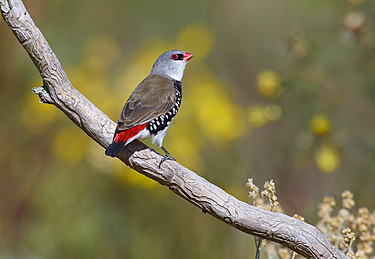 Buy Diamond Firetail Image Online - Print & Canvas Photos - Martin ...