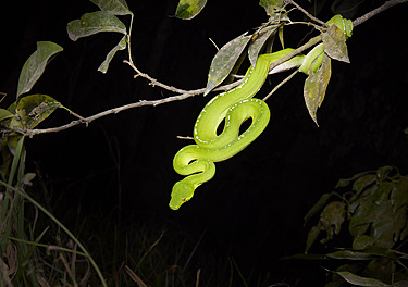 Buy Green Tree Python MRW67664 Image Online - Print & Canvas Photos ...