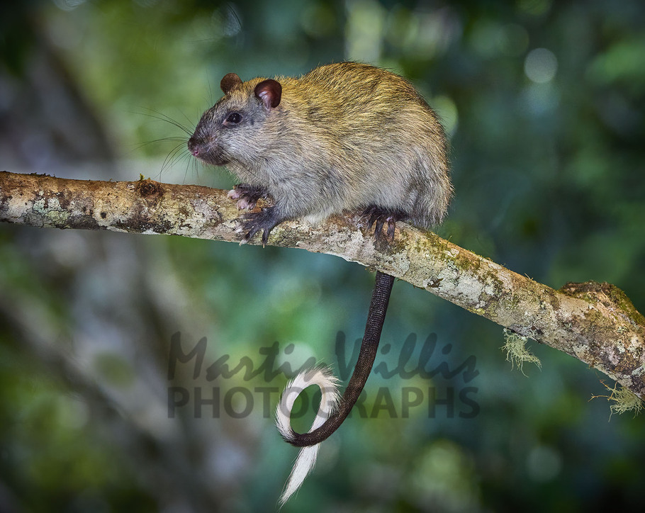Buy Black-footed Tree-rat Image Online - Print & Canvas Photos - Martin ...