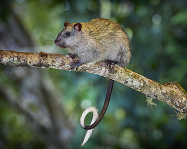 Buy Black-footed Tree-rat Image Online - Print & Canvas Photos - Martin ...