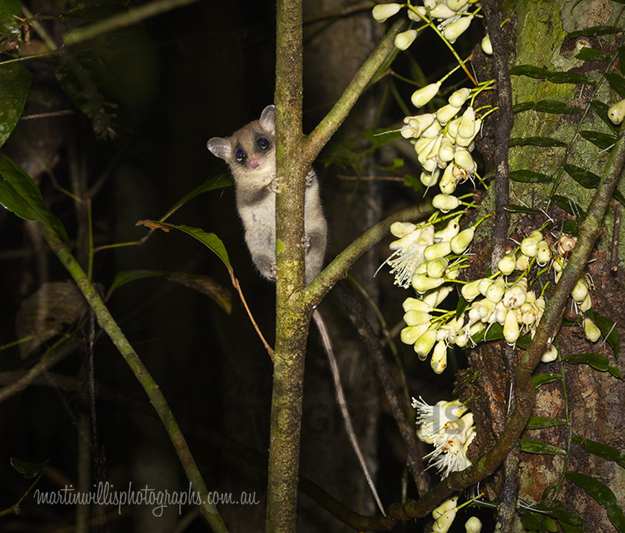Buy Long-tailed Pygmy Possum Image Online - Print & Canvas Photos ...